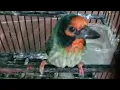 Burung takur ungkut-ungkut | burung engkuk | super gacor 24 jam | masteran ampuh
