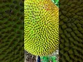 Download Lagu Inovasi cerdas menanam buah nangka dengan kualitas terbaik #shorts
