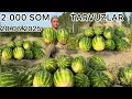 Download Lagu 2.000 Ming SOMDAN  TARVUZLAR. TEKIN BOLIB KEDI  SHOSHILING