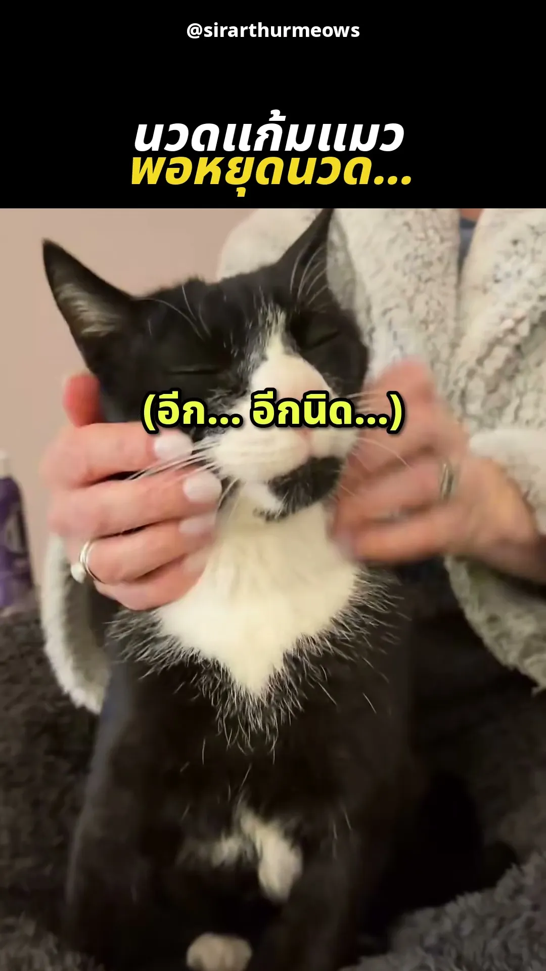 แมวทักซิโด้ที่ไม่ยอมให้เจ้าของหยุดนวดแก้มเลย
