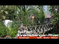 Download Lagu Safari River Kinabatangan , Jungle Borneo Island.