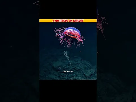 Three MYSTERIOUS SEA CREATURE 😱 #facts #amazingfacts #islamic #shorts