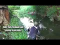 Download Lagu Buset..! Parit apa kolam ini ikan gabus banyak bener