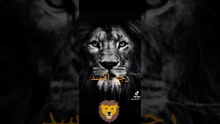 حالات واتس رجع الأسد  حالات واتس رجع الأسد