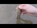 ARROWHEAD HUNTING TN CLOVIS DOVETAIL and CELT FOUND 1 HUNT