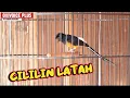 Download Lagu Murai tembakan cililin handal ❗3 jutaan