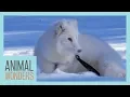 Lagu A Snowy Walk With Cas The Arctic Fox