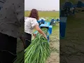 Lagu Agriculture Tool, husbandry machinery \u0026 Farm Ideas - Agri Gears
