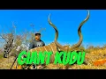 Download Lagu Bow Hunting A Massive Kudu Bull