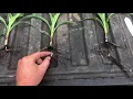 Evaluating Corn Stands and Planting Depth