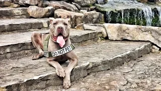 Knoxville Dog Trainers - 100 Pound Cane Corso Goes Off Leash in Just 2 Weeks!