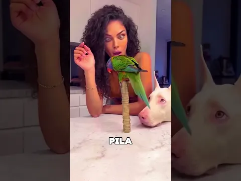 El Loro Aterrizó Sobre La Torre De Monedas 😯❤️