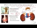8 2 5 Adrenal Glands - Structure and Function