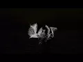 iamalex - Memories