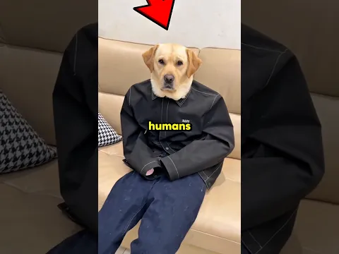 Dogs Acting Like Real Humans 😂🤦 #shorts #dog