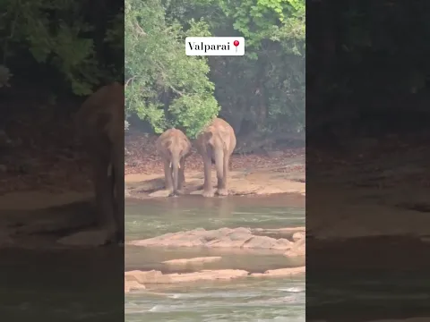 valparai wild life near athirapally water falls kerala #kerala #athirappally #valparai