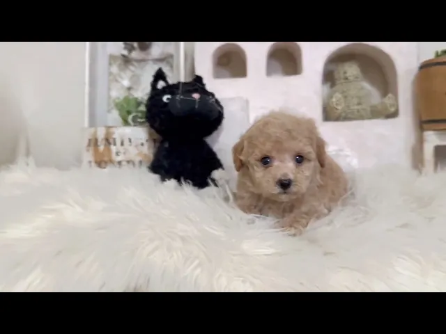 動画
