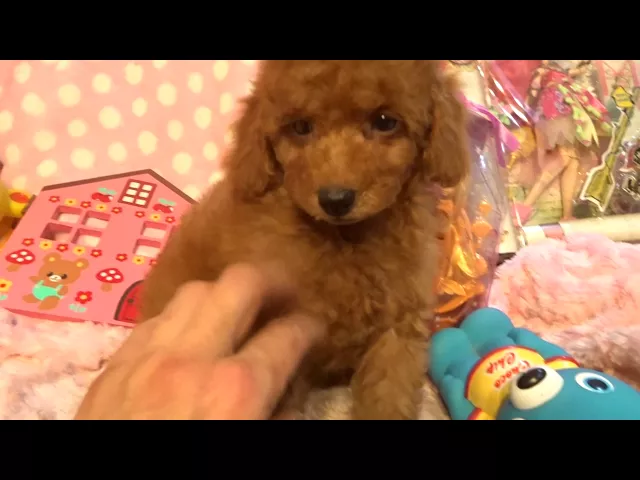 動画