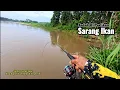 Download Lagu SINGKAT SAJA, MANCING SAMBIL CASTING || MUDAH SEKALI CARI IKAN HAMPALA DI SUNGAI INI