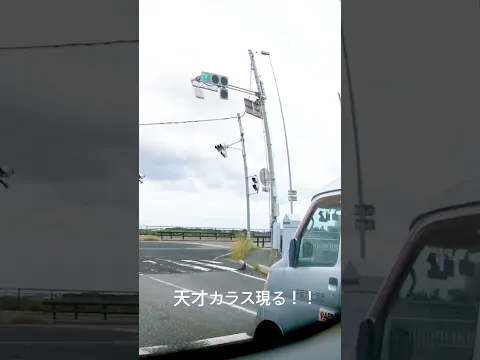 驚愕！天才カラス現る！横断歩道を歩いて渡ります！！