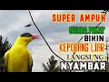 Download Lagu Suara Pikat Burung Kepodang Liar Super Ampuh