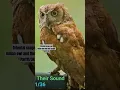 Download Lagu Oriental Scops Owl. Indian wol and their sound part-11/36 #owlsounds #forest #indianowl