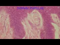 DERMAL PAPILLAE