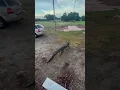 Alligator Tries Grabbing Fisherman s Catch
