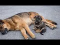 Lagu The Puppy Refused to Leave His Mother’s Side… What We Found Was Heartbreaking