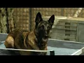 Download Lagu SEAL Team - Cerberus - Dogs of war