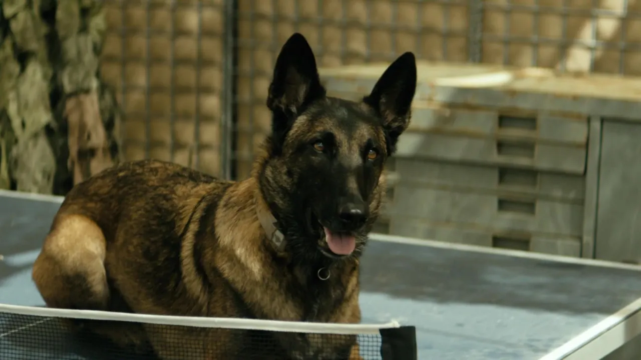 SEAL Team - Cerberus - Dogs of war SEAL Team - Cerberus - Dogs of war