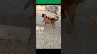 هادا الكلب اوفى من بني ادم 