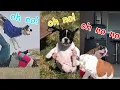 Download Lagu oh no oh no oh no no no song Compilation But With Pets