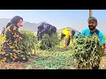Download Lagu Journey for Forage: The Struggles and Resilience of Nomadic Life