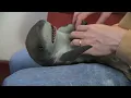 Surprised Baby Shark