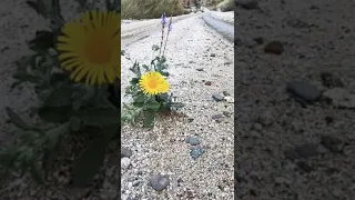 شيلة الا يارسولي بلغه ما قدرت اجيه للشاعر بن جدلان رحمه الله 