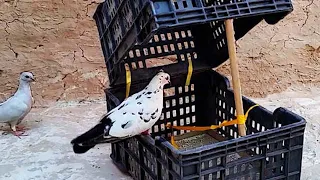 كيف تصطاد الحمام والطيور اسهل مصيدة 