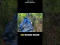 Download Lagu REJIMEN SEMPADAN