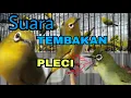 Masteran Burung PLECI Paling DICARI Untuk Cetak PRESTASI || Download Masteran PLECI