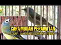Download Lagu CARA MUDAH PERAWATAN AGAR BURUNG OPIOR CEPAT JINAK