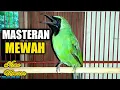 Download Lagu INI DIA! CUCAK IJO MEWAH TEMBAKAN GEREJA PANJANG SPESIAL UNTUK MASTERAN
