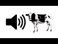 Download Lagu Cow Moo - Sound Effect | ProSounds
