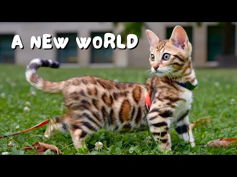 Download MP3 Our Bengal kitten goes outside for the first time! | Ep 3