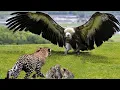 Download Lagu Eagle Vs Leopard Epic Battle! The Eagle's Revenge When The Leopard Invades Its Territory