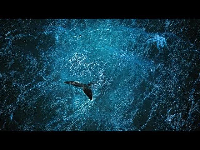 Planet Ocean [UK]- the film by Yann Arthus-Bertrand & Michael Pitiot