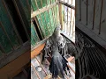 Download Lagu Burung kapasan Kemiri hasil Pikat / jaring harus hati hati