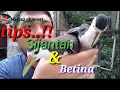 Download Lagu Ciri Ciri Burung ruak ruak jantan dan betina.
