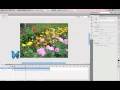 Flash CS5 Tutorial Creating an animated butterfly symbol