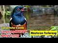 Download Lagu Murai Batu Gacor Full Isian: Pancingan Agar Murai Batu Menjadi Juara