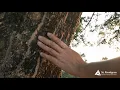 A Fallen Limb - Author Unknown read by Tom Reed